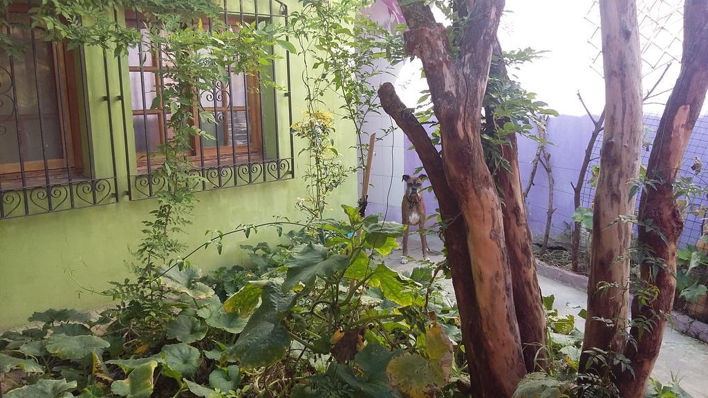Hospedaje La Rana Μπουένος Άιρες Εξωτερικό φωτογραφία